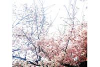 やっと桜を見れました！